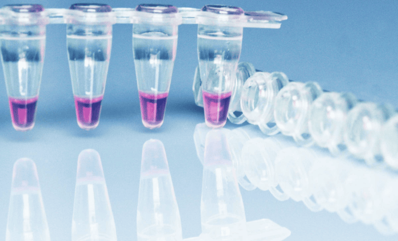 Panfungal Sequencing Primer
