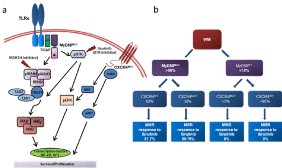 CXCR4 Mutation detection kit