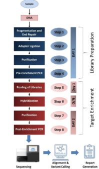 BRCA NGS Panel workflow using truNGS BRCA Plus Kit for BRCA1, BRCA2, and STK11 detection